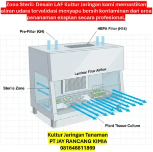 Kultur Jaringan Tanaman Kultur Jaringan Tanaman